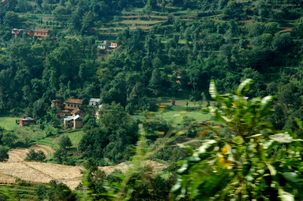 Terraced Himalayan fields and millet harvest