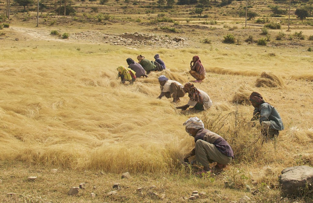 Barnyard millet