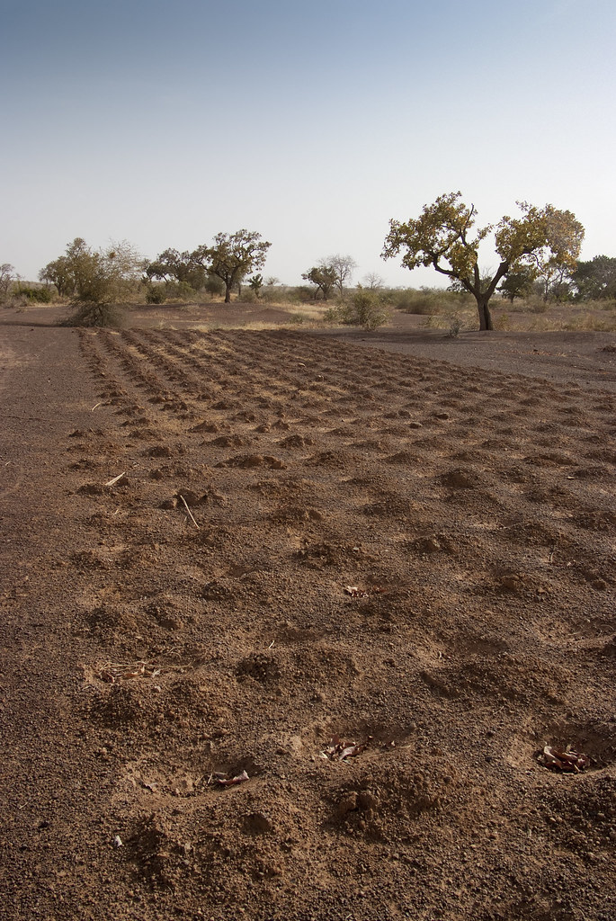 Finger millet grains