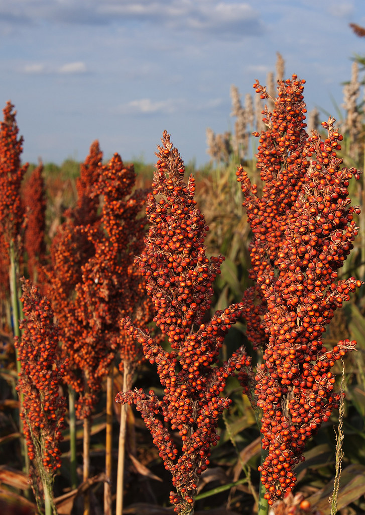 Organic millet flour and grain blends